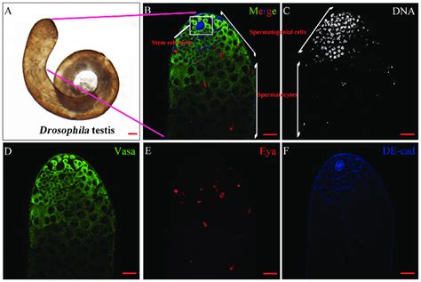 Structure Of The Wt Testis In Drosophila A Whole Mount Of The Wild