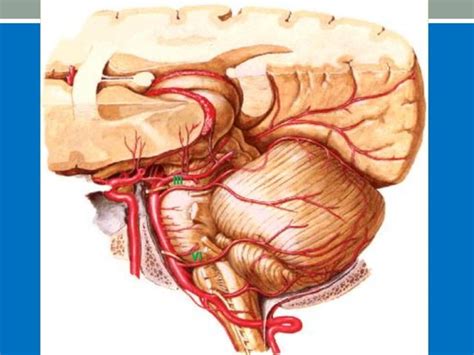 Vascularizaci N Del Sistema Nervioso Central Ppt