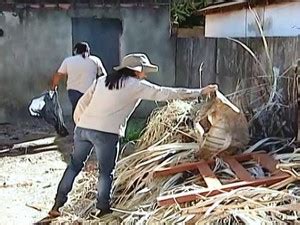 G Araguari Est Em Estado De Alerta Para A Dengue Aponta Liraa