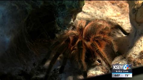 Its Tarantula Mating Season On The Central Coast Youtube