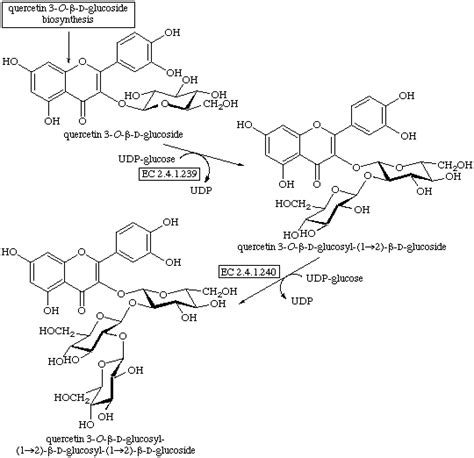 Quercetin Glycoside Biosynthesis