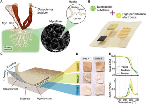 Formation And Properties Of Mycelium Skin A Structure Of G Lucidum