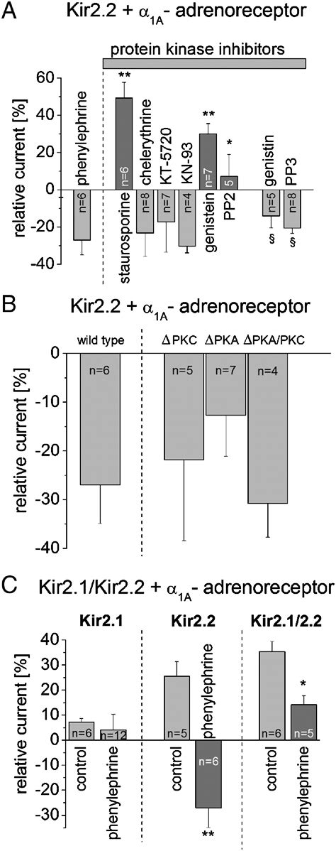 Kir X Inward Rectifier Potassium Channels Are Differentially Regulated