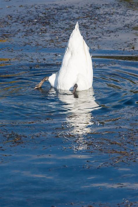 Bottom Up Swan Zurich Lake Switzerland Stock Image Image Of History