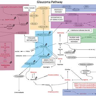 Metabolic Pathway Map Summarizing The Results Obtained In Glaucoma