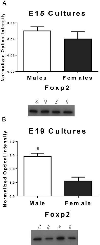 Foxp Is Differentially Expressed In Males Vs Females After The