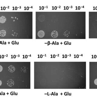 Functional Complementation Assay A Functional Complementation Of The