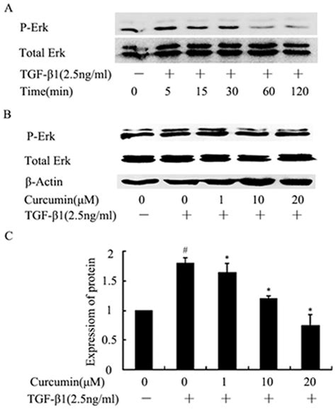 A Hk 2 Cells Were Stimulates With Tgf β1 25 Ngml For The