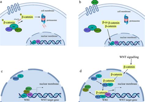 Role Of Pp2a And Tblr1 In Wntbeta Catenin Signaling Pathway A