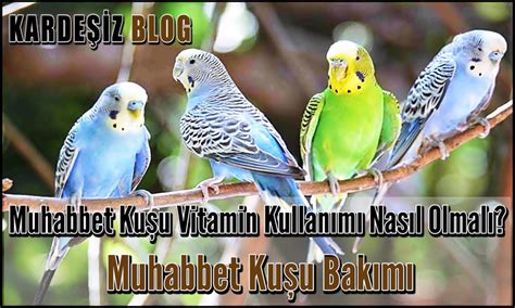 Muhabbet Kuşu Vitamin Kullanımı Nasıl Olmalı Muhabbet Kuşu Bakımı