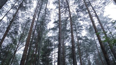 Trees in morning fog. A dark forest lane with trees early in the ...