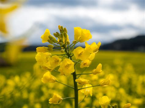 Yellow rapeseed flower in closeup photo HD wallpaper | Wallpaper Flare