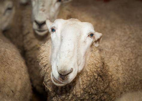 Shearing Sheep The Welsh Way Whidbey Life Magazine