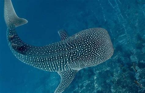 Oslob Whale Sharks Sumilon Via Boat Snorkeling Diving Day Tour