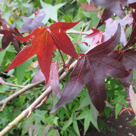 Liquidambar Styraciflua In Insole Court