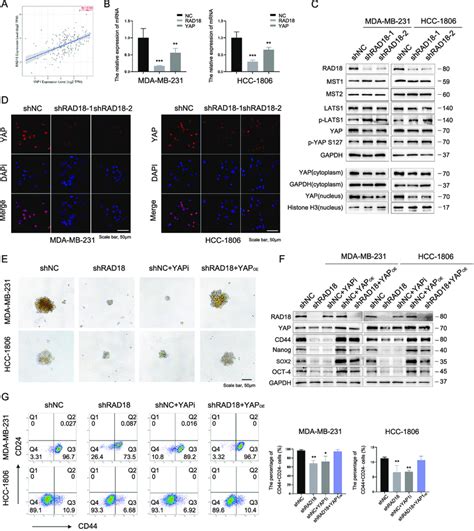 Rad Induced Stemness In Tnbc Are Mediated By Hippo Yap Pathway Rad