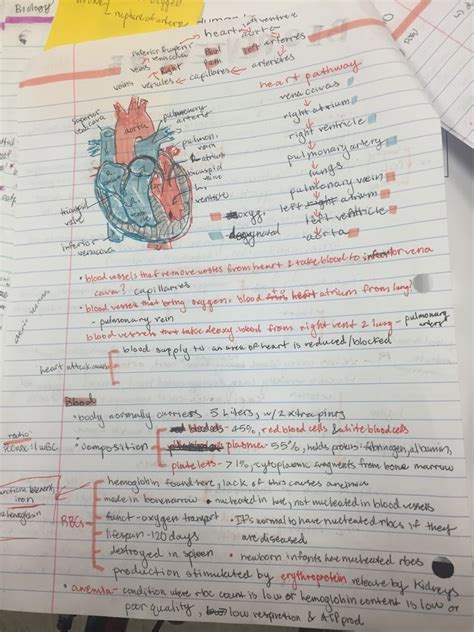 Exam Cardiovasuclar Circulatory Syst Diagram Quizlet