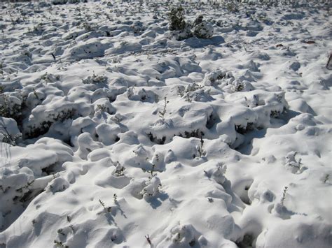 TROTASENDES BENICALAP SERRA ALT DEL PI NEVADO 09 01 2010