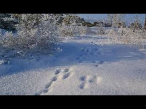 На Заячьей тропе! Ни пуха ни пера😂 #охота#на#зайца# - YouTube