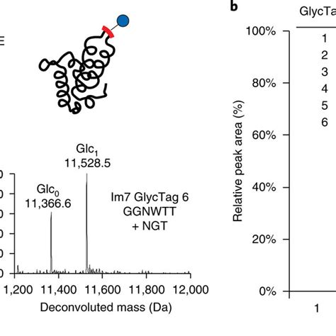 Using GlycoSCORES To Determine Peptide Specificity Of Human