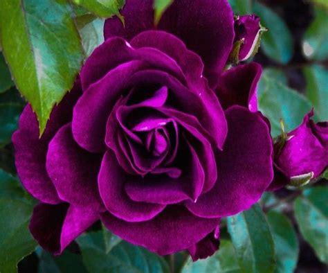 PURPLE BUSH ROSE Hardy Zones 3 9 Violet Blue Double Flowers Etsy