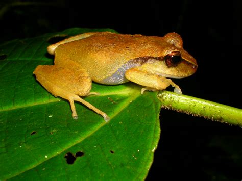 Científicos Descubrieron Una Nueva Especie De Rana En La Sierra Nevada De Santa Marta Infobae