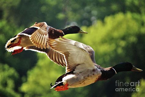 Double Green Heads in Flight Photograph by Laura Birr Brown - Fine Art ...