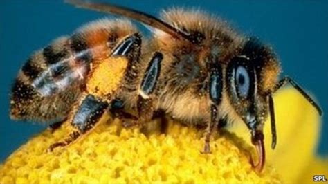 Honeybees Cleverer In The Morning Bbc News