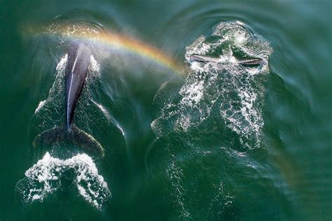 Somerset House Images Alaska Aerial View Of Rainbow Above Humpback