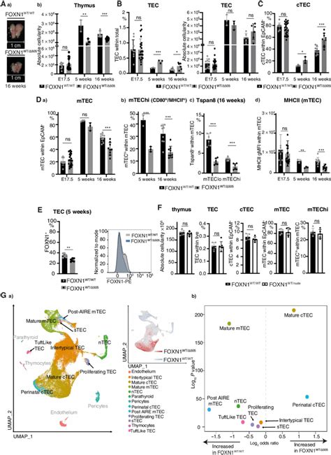 Heterozygous 505 Foxn1 Expression In Mice Impairs Tec Differentiation