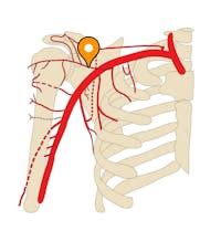 Acromial branch of thoracoacromial artery - e-Anatomy - IMAIOS