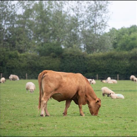 Sheep Grass Tetany