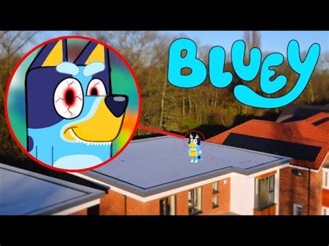 Drone Catches Bluey In Real Life Youtube