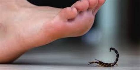 O Que Fazer Quando For Picado Por Escorpião - O que fazer se for picado por um escorpião? Guia completo para ...