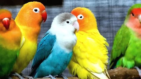 The Ultimate Lovebird Care Guide For Beginners August 2024