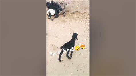 बिन मां के बच्चे 😭😥😥 शोर्ट्स Goat Viral Shortsfeed Shorts