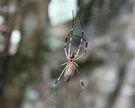 Nephila clavipes - The Golden Silk Orbweaver