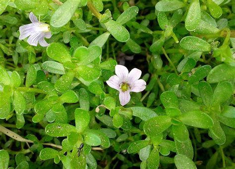 Bacopa Monnieri Water Hyssop Cabi Compendium