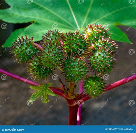 Castor Bean Plant Ricinus Communis Botanical Garden Freiburg Germany