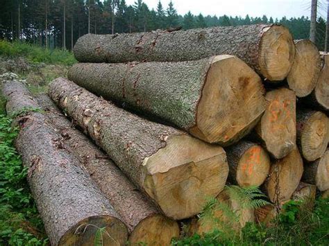 How To Identify Wood Logs How To Identify Split Wood Firewood Hunker Whether You Are A