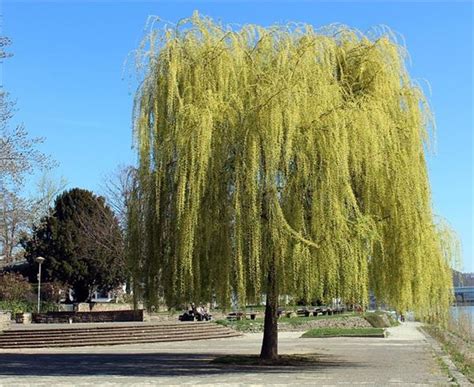 Salix Sepulcralis Chrysocoma Haute Tige 08 10 Saule Pleureur