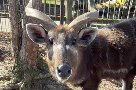 Młoda antylopa zadławiła się plastikową pokrywką od wyciskanego ...