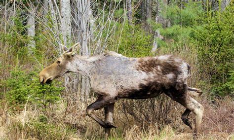 Climate Signals | What's a Ghost Moose? How Ticks Are Killing an Iconic ...