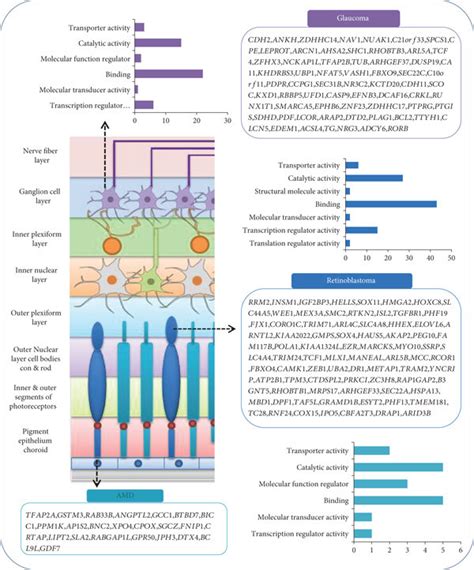 The Molecular Functions Between The Mir Target Genes Glaucoma