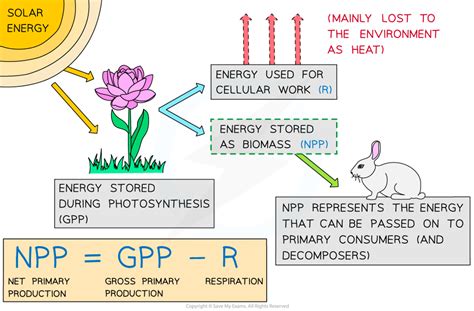 Aqa A Level Biology复习笔记535 Net Primary Production 翰林国际教育