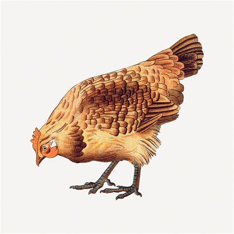 Vintage chicken, farm animal illustration | Premium Photo Illustration - rawpixel