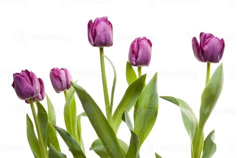 Set of Purple Tulips 16298970 Stock Photo at Vecteezy