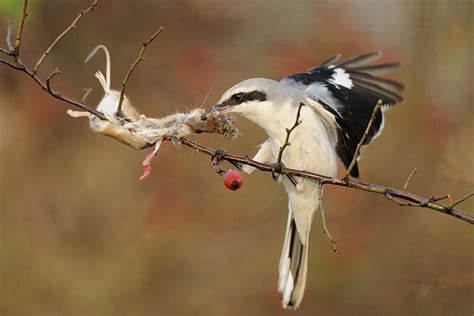 The Butcher Bird impales its prey on thorns and branches : r/natureismetal