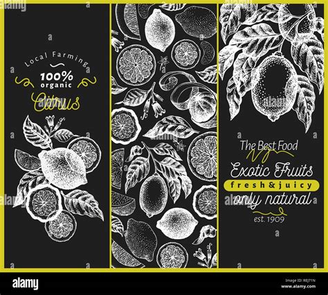 Retro Citrus Banner Template Set Lemon Tree Design Hand Drawn Vector Fruit Illustration On