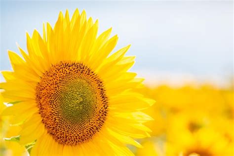 Tournesol En Fleurs Lumineuses Dans Un Champ Agricole Photo Vibrante D